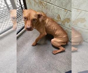 Mutt Dogs for adoption in Stockton, CA, USA