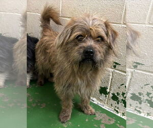 Cairn Terrier-Unknown Mix Dogs for adoption in Rustburg, VA, USA