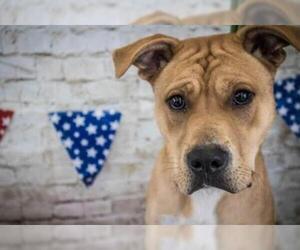 Chinese Shar-Pei Dogs for adoption in Herndon, VA, USA
