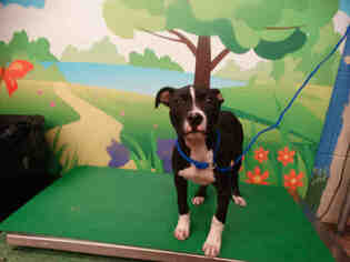 Medium Photo #1 American Pit Bull Terrier-Unknown Mix Puppy For Sale in Waco, TX, USA