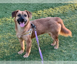 Beagle-Unknown Mix Dogs for adoption in Agoura Hills, CA, USA