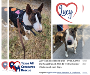 Bull Terrier Dogs for adoption in Lillian, TX, USA