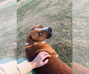 Mutt Dogs for adoption in Louisville, KY, USA