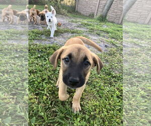 Labrador Retriever-Unknown Mix Dogs for adoption in Royal Palm Beach, FL, USA