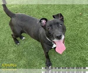 Rottweiler-American Pit Bull Terrier Dogs for adoption in West Palm Beach, FL, USA
