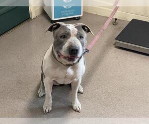 American Pit Bull Terrier Dogs for adoption in Pasadena, CA, USA