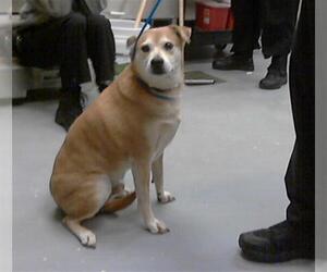 Labrador Retriever-Shiba Inu Mix Dogs for adoption in Fayetteville, NC, USA