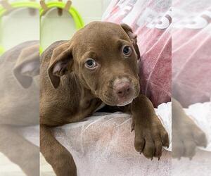 American Staffordshire Terrier-Weimaraner Mix Dogs for adoption in Canfield, OH, USA