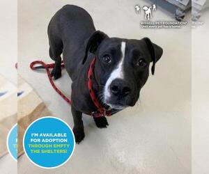 American Pit Bull Terrier-Unknown Mix Dogs for adoption in Santa Cruz, CA, USA