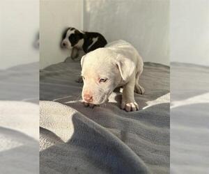 Mutt Dogs for adoption in Houston, TX, USA