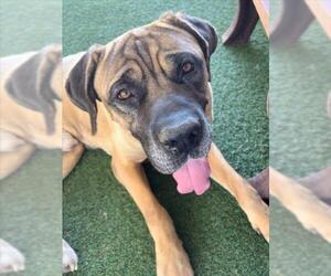Bullmastiff Dogs for adoption in Woodland, CA, USA