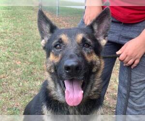 German Shepherd Dog-Unknown Mix Dogs for adoption in Brooklyn, NY, USA