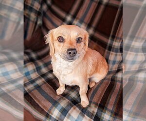 Cocker Spaniel Dogs for adoption in Albuquerque, NM, USA