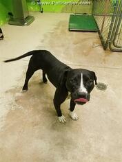Medium Photo #1 Bulldog Puppy For Sale in Green Cove Springs, FL, USA
