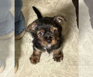 Cairn Terrier Dogs for adoption in Foristell, MO, USA