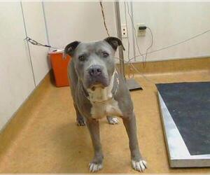 American Pit Bull Terrier Dogs for adoption in Sacramento, CA, USA