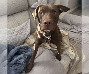 Labrador Retriever-Unknown Mix Dogs for adoption in Boston, MA, USA