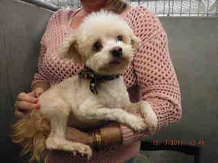 Maltipoo Dogs for adoption in Oroville, CA, USA