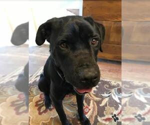 Labrador Retriever-Unknown Mix Dogs for adoption in Silver Spring, MD, USA