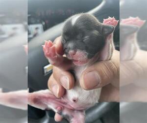 Shih Tzu Dogs for adoption in Houston, TX, USA