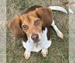 Beagle Dogs for adoption in Batavia, OH, USA