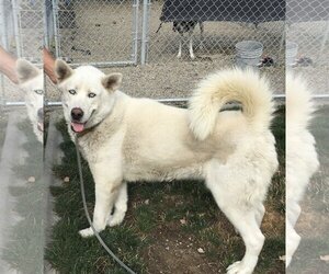 Alaskan Malamute Dogs for adoption in Emmett, ID, USA