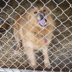 Medium Photo #1 Chow Chow-Golden Retriever Mix Puppy For Sale in Zanesville, OH, USA