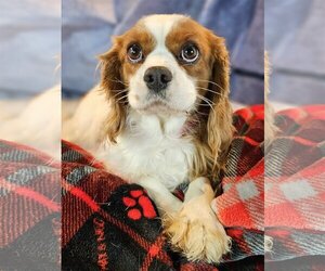 Medium Photo #1 Cavalier King Charles Spaniel Puppy For Sale in Bon Carbo, CO, USA