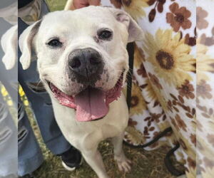 American Pit Bull Terrier-Unknown Mix Dogs for adoption in Rustburg, VA, USA