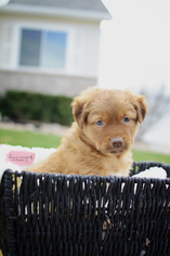 Labrador Retriever-Unknown Mix Dogs for adoption in Sandy, UT, USA