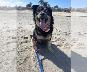 Australian Shepherd-Unknown Mix Dogs for adoption in San Jose, CA, USA