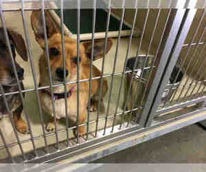 Dachshund Dogs for adoption in Bakersfield, CA, USA