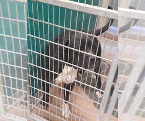 Mastiff Dogs for adoption in Texas City, TX, USA