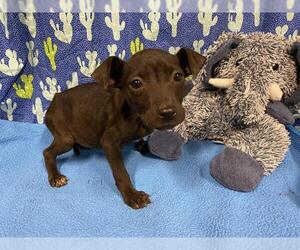 Staffordshire Bull Terrier-Unknown Mix Dogs for adoption in Modesto, CA, USA