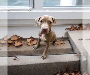 American Pit Bull Terrier Dogs for adoption in Menifee, CA, USA