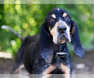 Bluetick Coonhound Dogs for adoption in Tavares, FL, USA