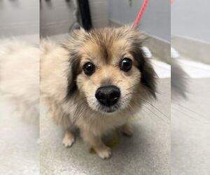 Pomeranian-Unknown Mix Dogs for adoption in Las Vegas, NV, USA