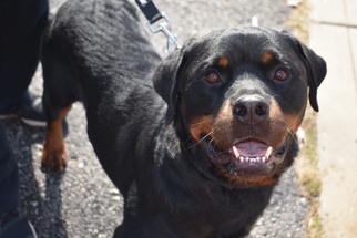 Rottweiler Dogs for adoption in Leavenworth, KS, USA