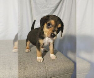 Beagle-Unknown Mix Dogs for adoption in Raleigh, NC, USA