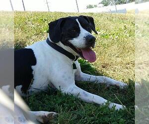 American Pit Bull Terrier-Coonhound Mix Dogs for adoption in Waynesboro, PA, USA