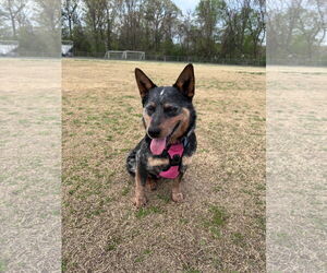 Mutt Dogs for adoption in Garden City, NY, USA