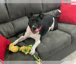 American Staffordshire Terrier-Labrador Retriever Mix Dogs for adoption in Brewster, NY, USA