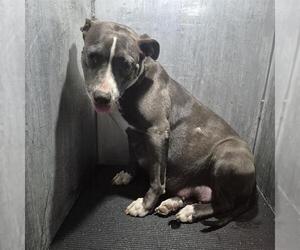 American Staffordshire Terrier-Unknown Mix Dogs for adoption in San Antonio, TX, USA