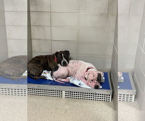 American Bulldog-Unknown Mix Dogs for adoption in Virginia Beach, VA, USA