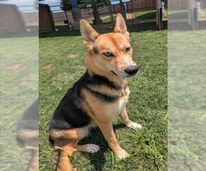 German Shepherd Dog-Siberian Husky Mix Dogs for adoption in Plano, TX, USA