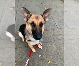 German Shepherd Dog Dogs for adoption in San Francisco, CA, USA