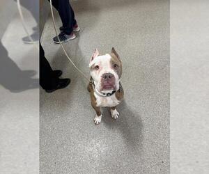 American Staffordshire Terrier Dogs for adoption in Louisville, KY, USA