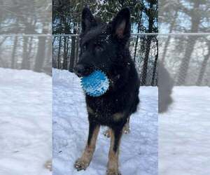 German Shepherd Dog Dogs for adoption in Mt. Airy, MD, USA