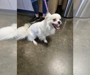 Peke-A-Pap Dogs for adoption in Rockwall, TX, USA