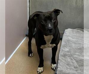 American Pit Bull Terrier Dogs for adoption in Martinez, CA, USA